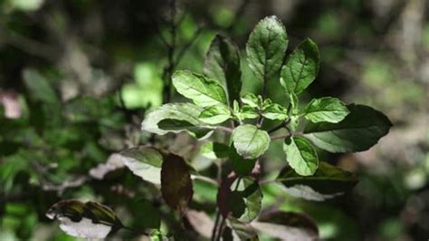 thulasi videos|Tulsi Videos and HD Footage .